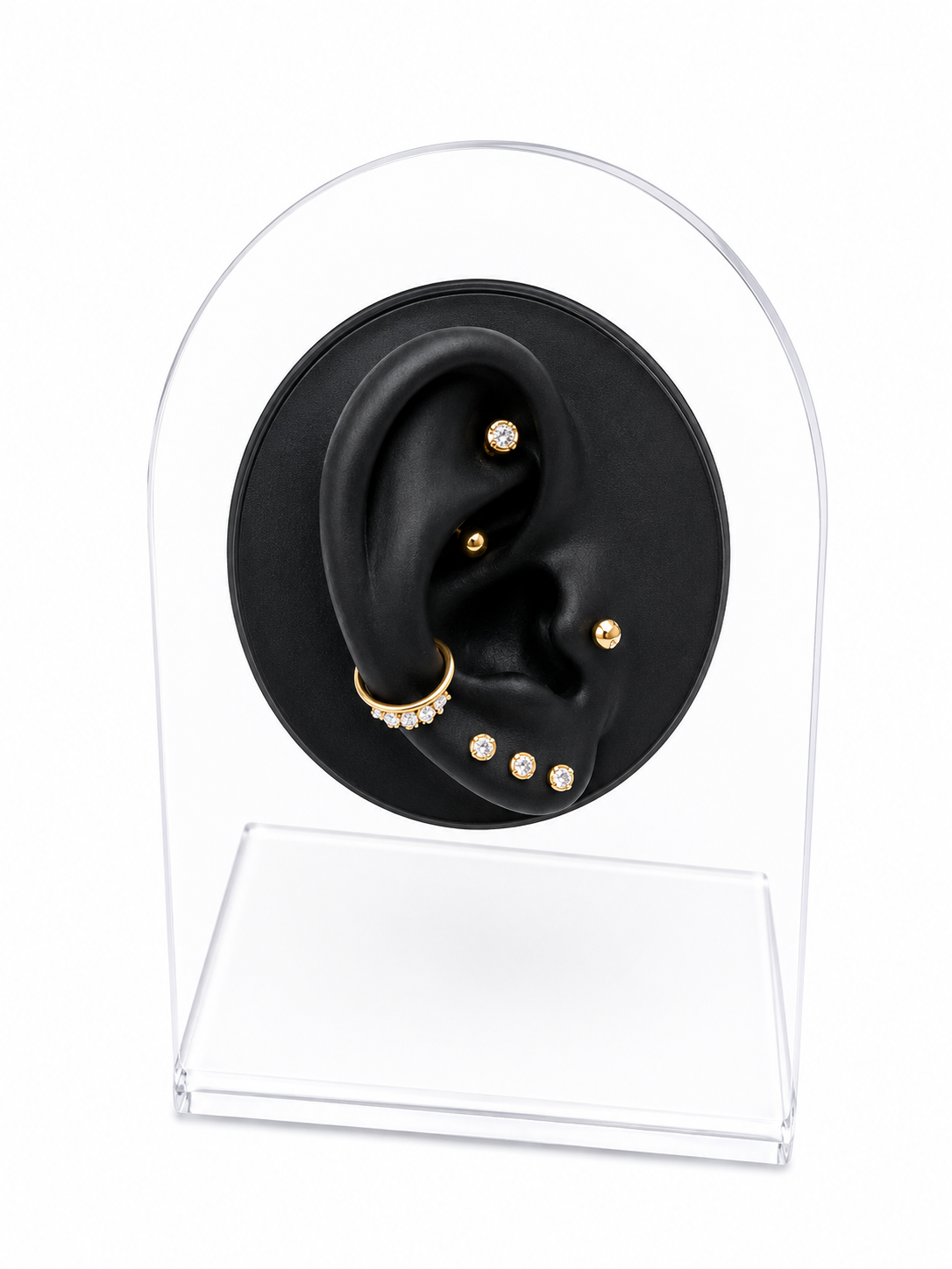 Crown Conch Hoop