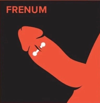 Frenum (penile)