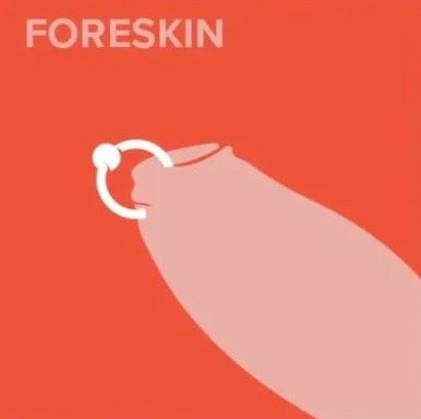 Foreskin (penile)